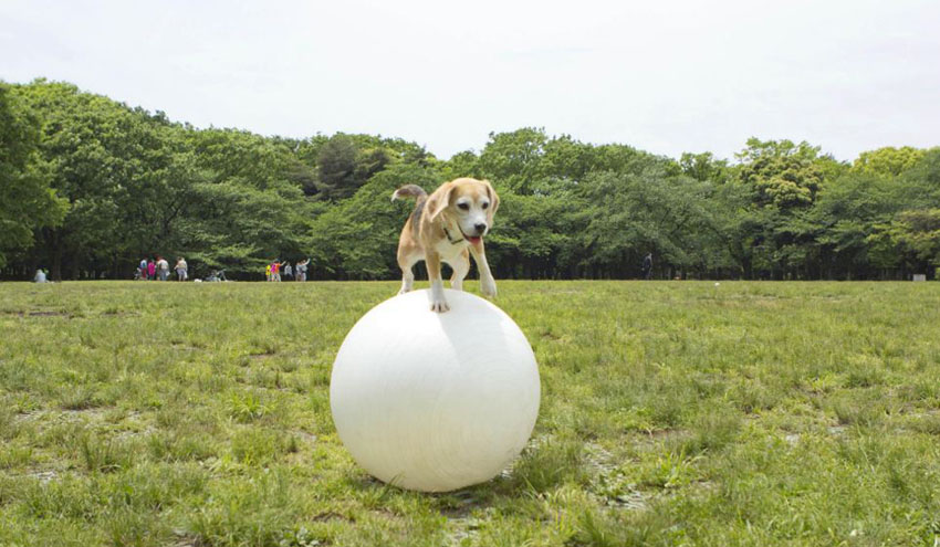 PurinL