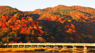 別名嵐橋,橫跨在京都嵐山的大堰川上,全長155米,據(jù)說是空海的弟子道 昌于日本平安時代初期的836年(日本承和三年)整修大堰川時所建。如今我們看到的渡月橋,是1934年將基礎(chǔ)部分以水泥重新整修,但為了保存珍貴遺產(chǎn)風(fēng)貌,欄桿原料依然使用木材。染上一層鮮艷紅色的渡月橋融入嵐山景致,風(fēng)景秀麗,成為代表京都的明媚景色,吸引許多旅客造訪。
