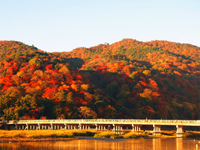 渡月橋別名嵐橋,橫跨在京都嵐山的大堰川上,全長(zhǎng)155米,據(jù)說(shuō)是空海的弟子道 昌于日本平安時(shí)代初期的836年(日本承和三年)整修大堰川時(shí)所建。如今我們看到的渡月橋,是1934年將基礎(chǔ)部分以水泥重新整修,但為了保存珍貴遺產(chǎn)風(fēng)貌,欄桿原料依然使用木材。染上一層鮮艷紅色的渡月橋融入嵐山景致,風(fēng)景秀麗,成為代表京都的明媚景色,吸引許多旅客造訪。