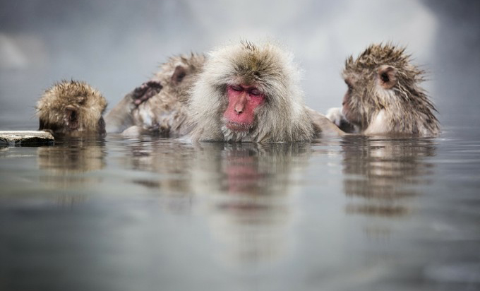 Ұ@ݜȪɞһY(ni)ćHξc@ЩҲӢZȦҷQ顰Snow MonkeyѩϢڵط̎LҰ־Rԭɽتzȵ̎850׵ĵطԒ11¾_ʼhѩ4@ɽ¶ѩw@s160ֻѩ@¶LΣ¶ȪеɞһHL