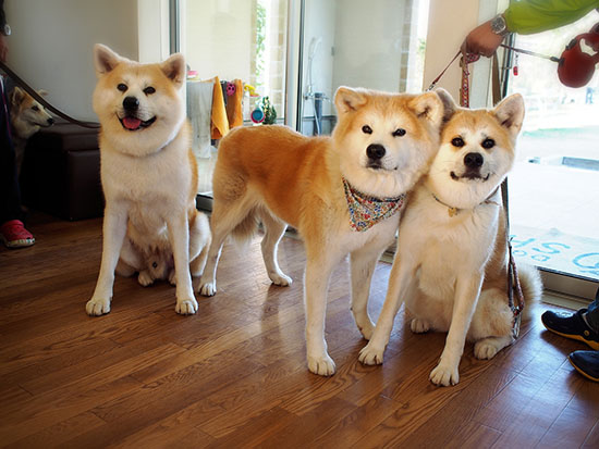 ձȮYψD