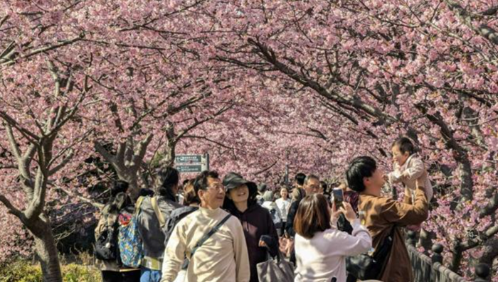 靜岡縣盛開的河津櫻吸引了大量游客。（圖片來源：《朝日新聞》）