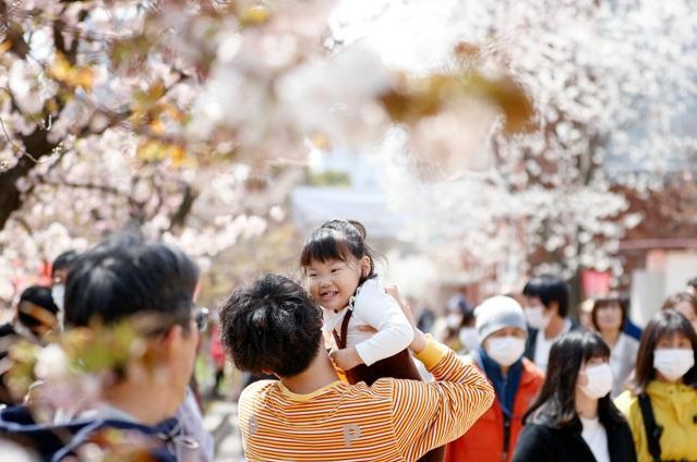 前往“櫻花通道”欣賞櫻花的游客。（圖片說明：《朝日新聞》）